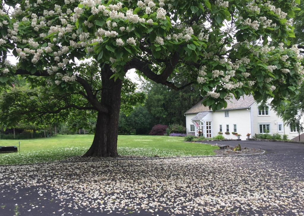 Entire Lodge Rental Welcoming image of Storm King Lodge from the parking lot under a flowering spring tree.